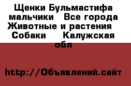 Щенки Бульмастифа мальчики - Все города Животные и растения » Собаки   . Калужская обл.